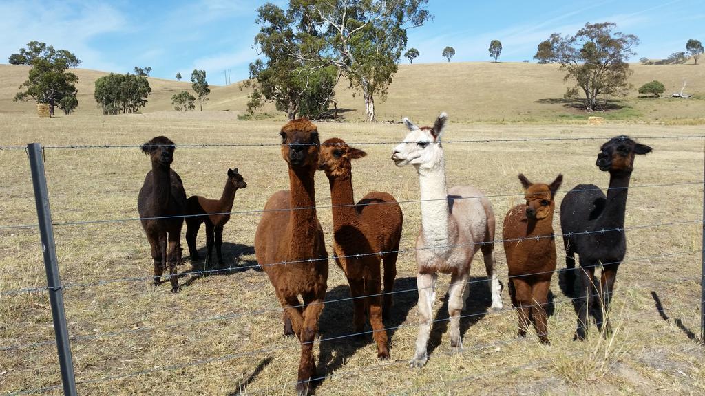 Hillview Farmstay Gundagai Exterior foto